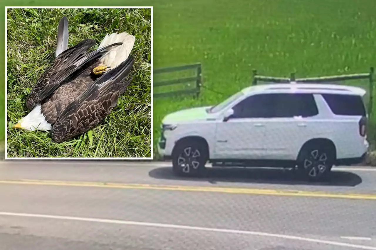 Alleged killer of beloved Pennsylvania bald eagle turns self in — as ‘devastated’ residents demand answers