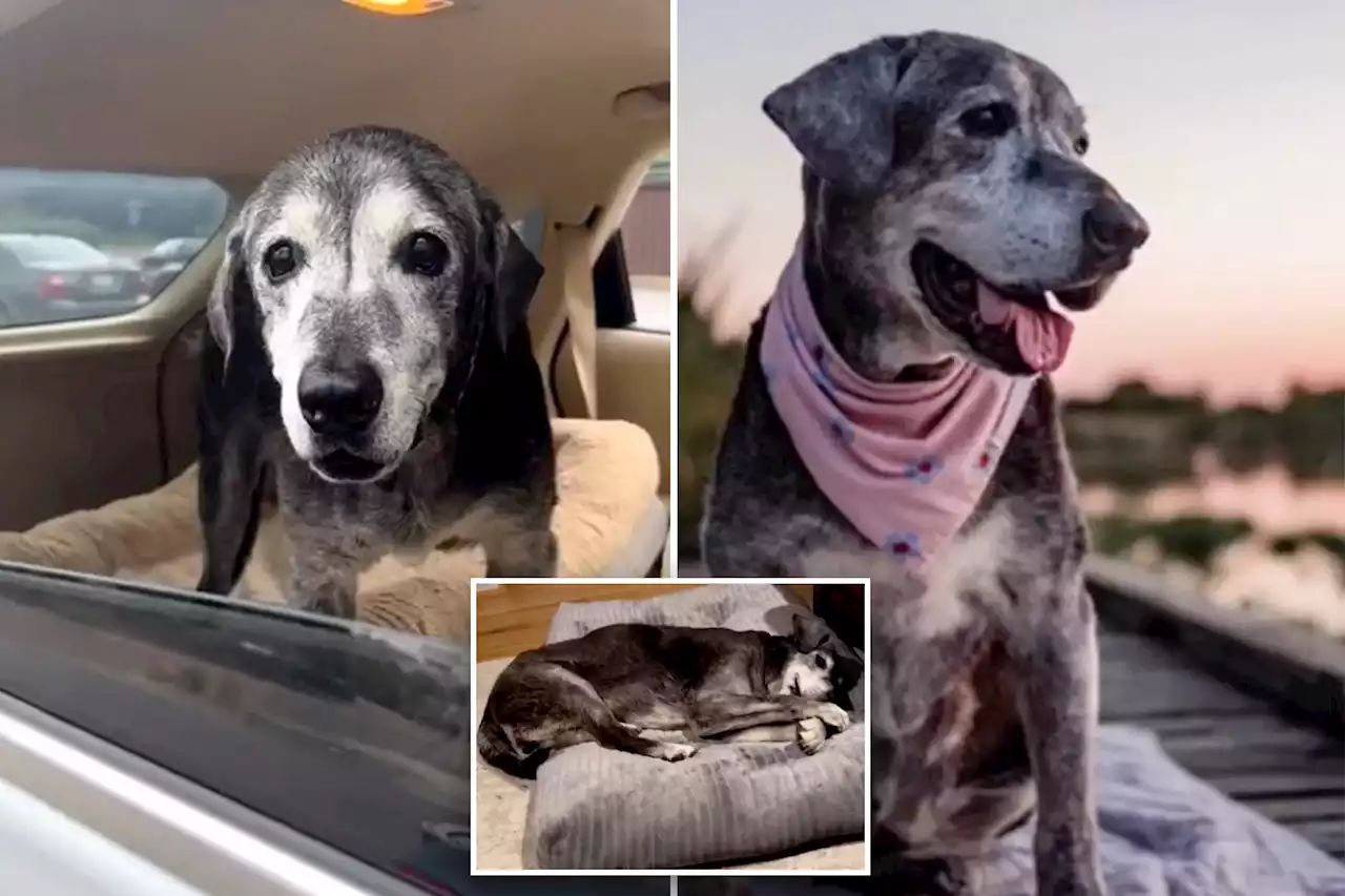 Foster dog who got 1 month to live lives another year, completing bucket list