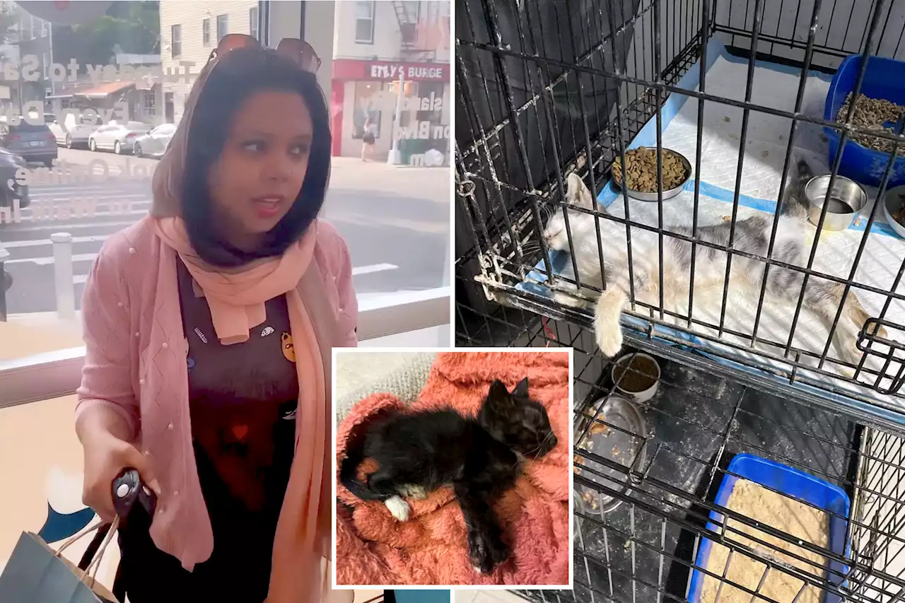 NYC cat ‘rescuer’ collared for alleged animal abuse was ratted out by volunteers