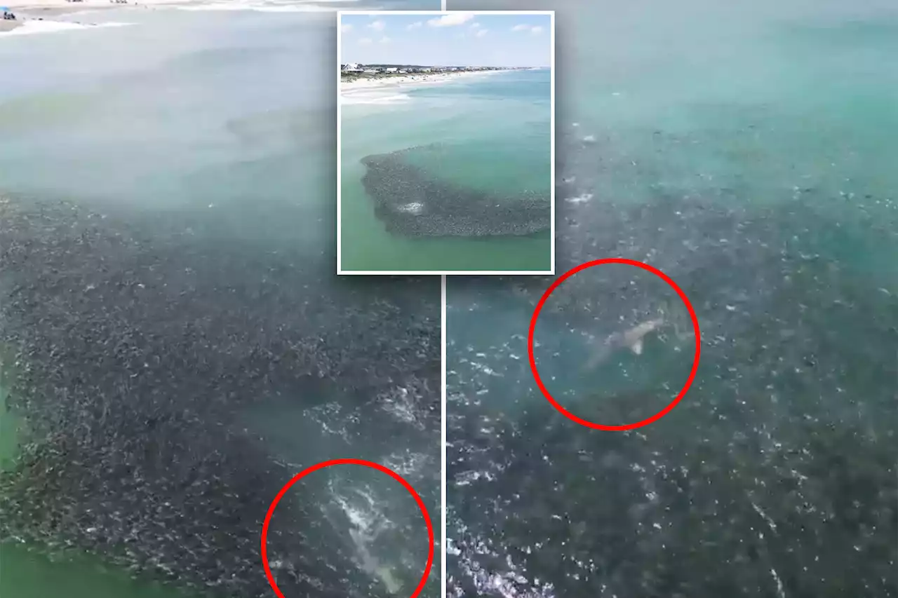 Shark feasts on school of fish off South Carolina coast, wild video shows