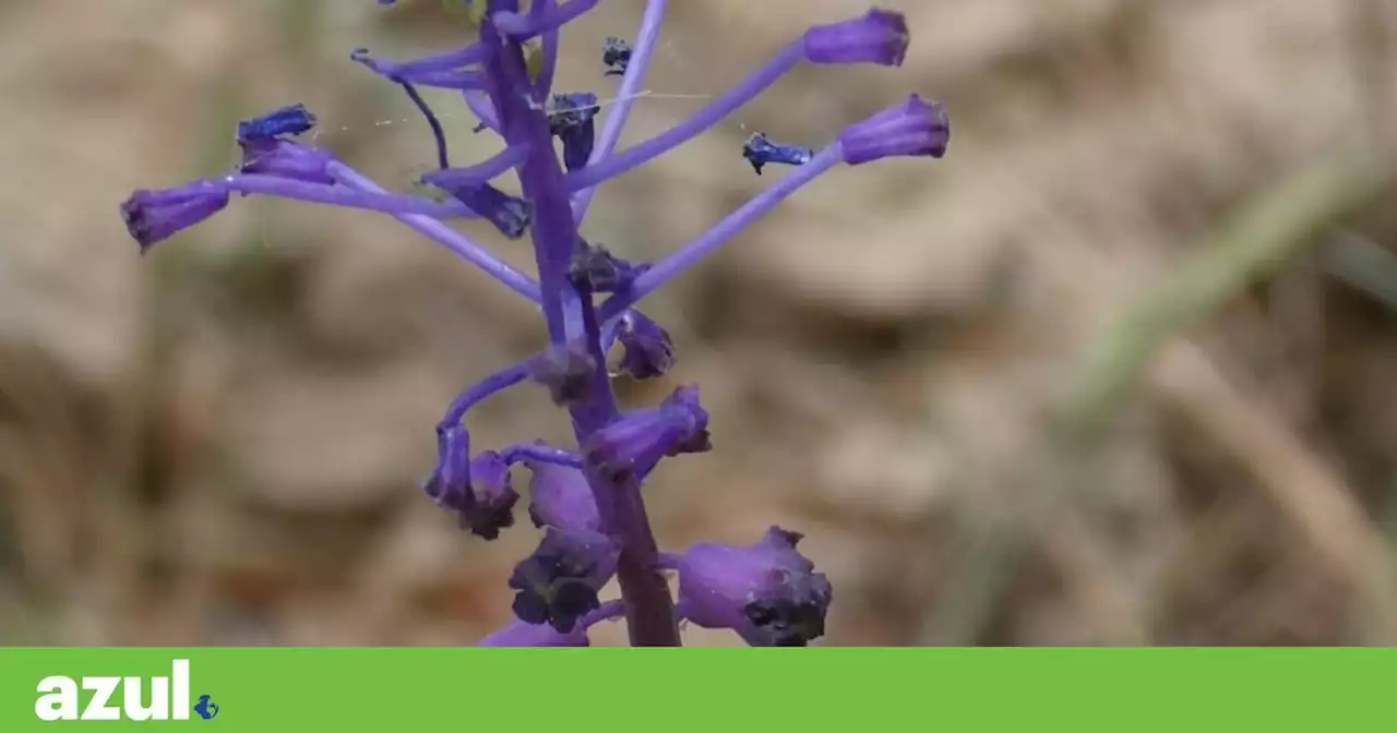 Descoberta uma nova espécie de planta em Portugal