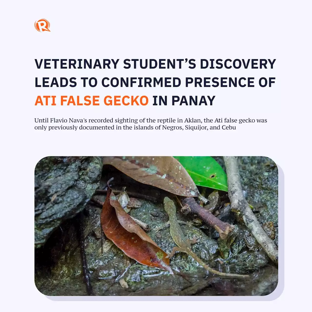 Veterinary student's discovery leads to confirmed presence of Ati false gecko in Panay