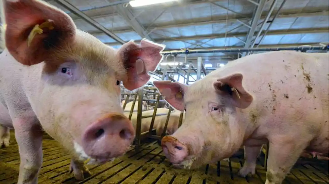 Zahl der Schweine in landwirtschaftlicher Haltung sinkt weiter