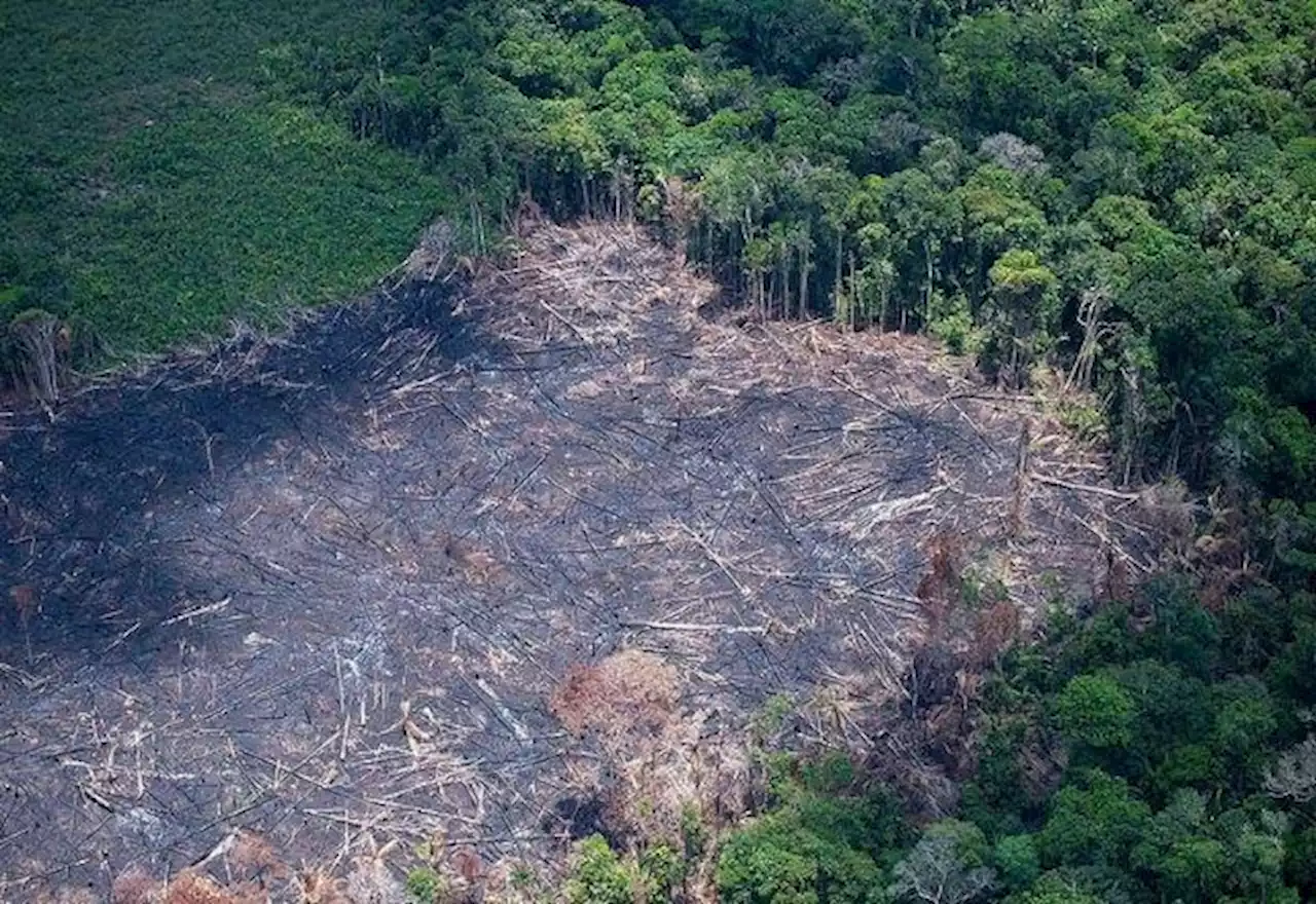 Alertas de desmatamento na Amazônia caem 33% no primeiro semestre - SBT News