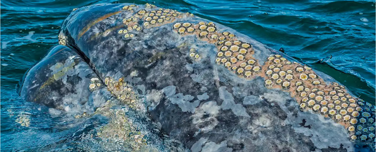 Watch as a Gray Whale Seeks Out an Unlikely Source of Help For Its Lice Problem