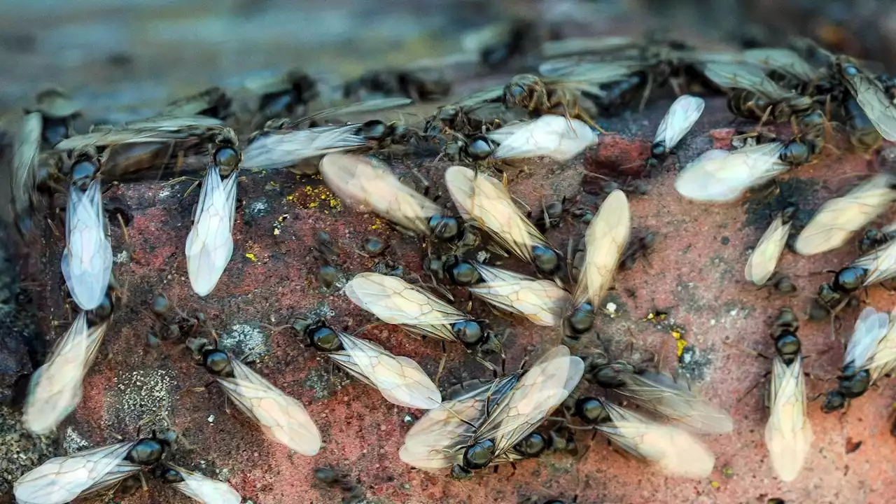 Radars detect mile-long swarm of flying ants near UK's south coast