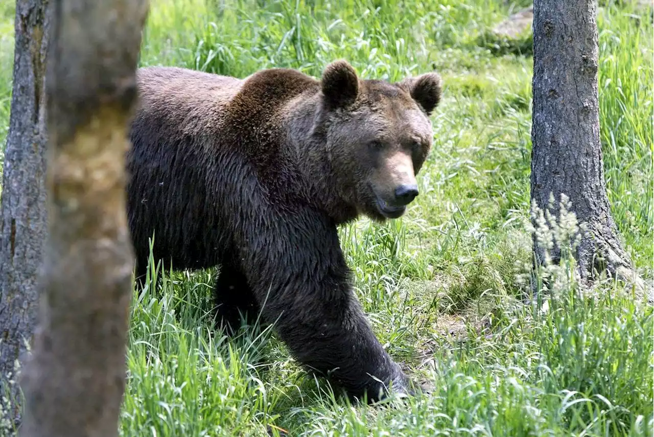 Faut-il avoir peur de l’ours cet été dans les Pyrénées ?