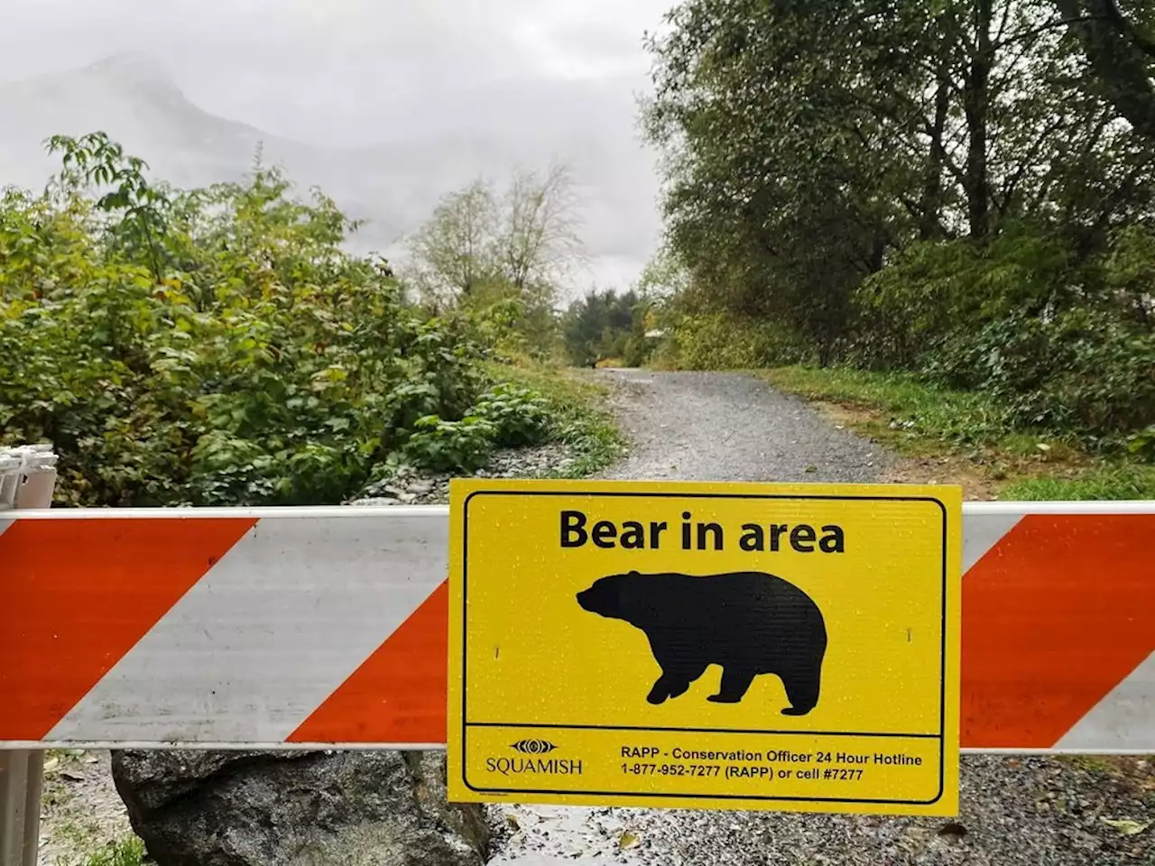 Tree planter airlifted to hospital after bear attack near Tumbler Ridge, B.C.