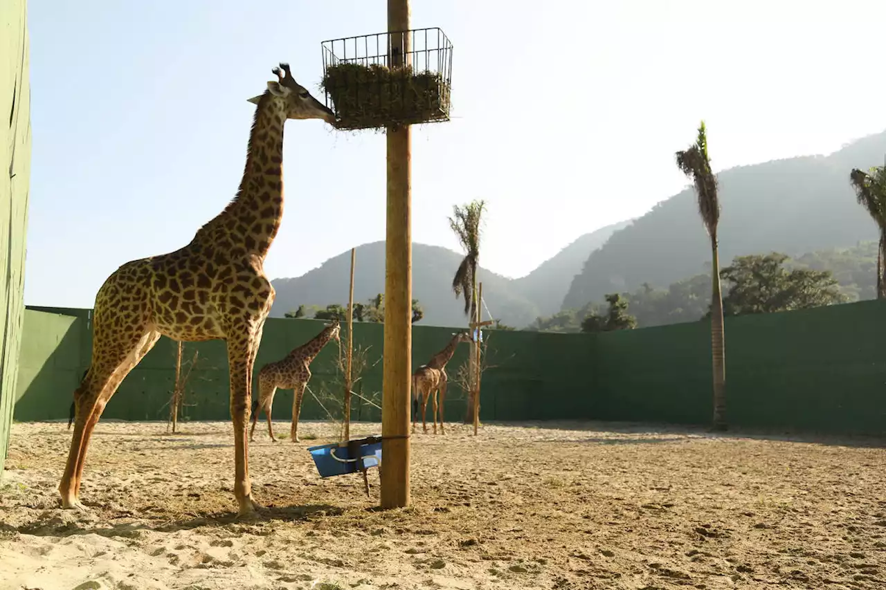 Morre quarta girafa importada e sob cuidados do BioParque do Rio