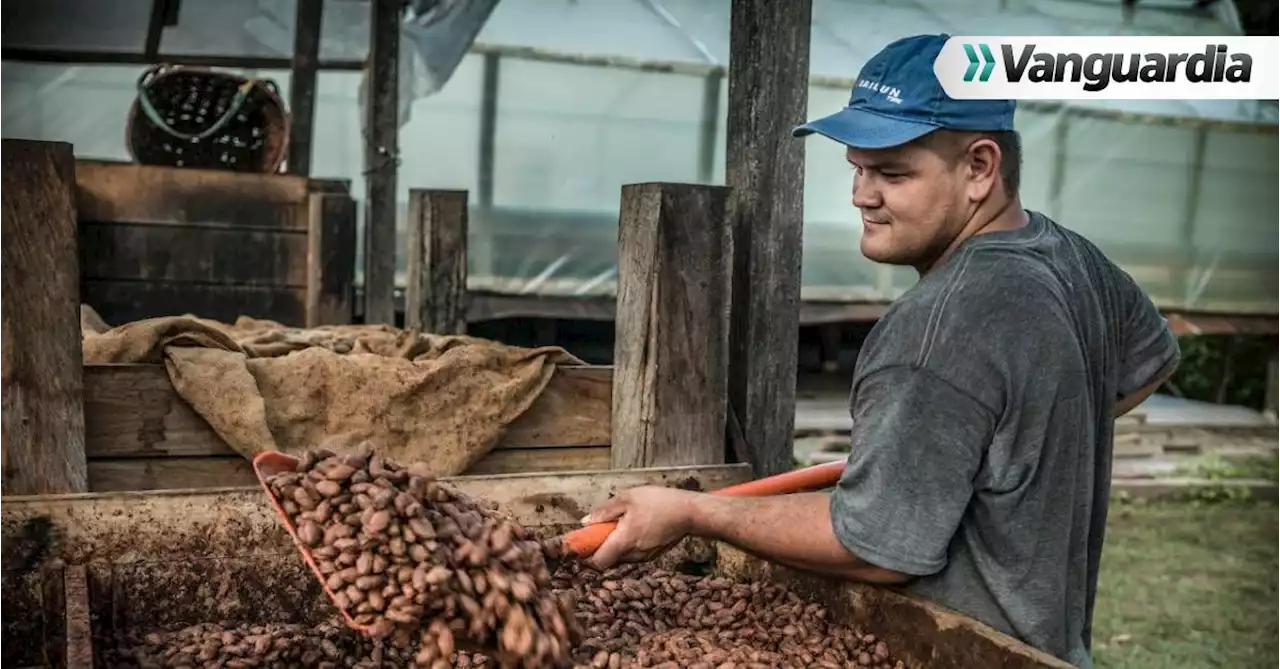 Productores de cacao de Santander podrán vender bonos de carbono en los mercados internacionales