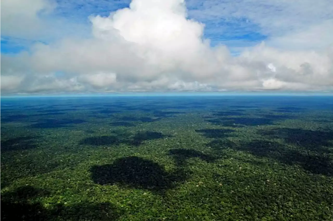 Amazônia melhora e tem redução de 33% em áreas sob alerta de desmatamento | Matheus Leitão