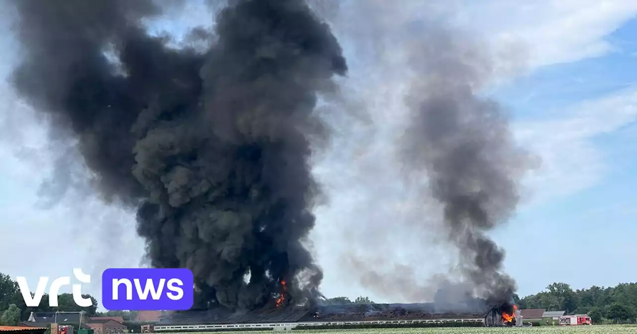 Meer dan 2.000 varkens sterven bij brand in stal in Bovekerke (Koekelare)