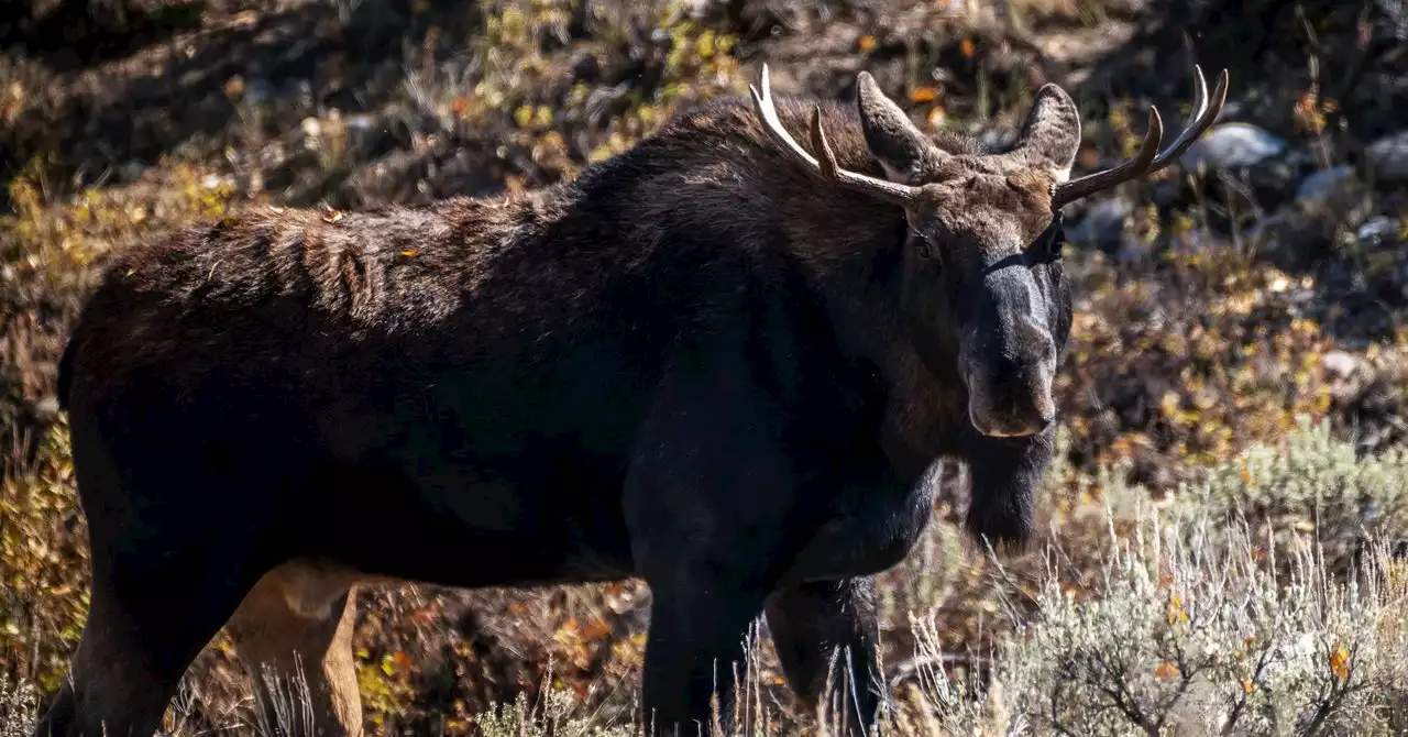 When the Woods Get Noisy, the Animals Get Nervous