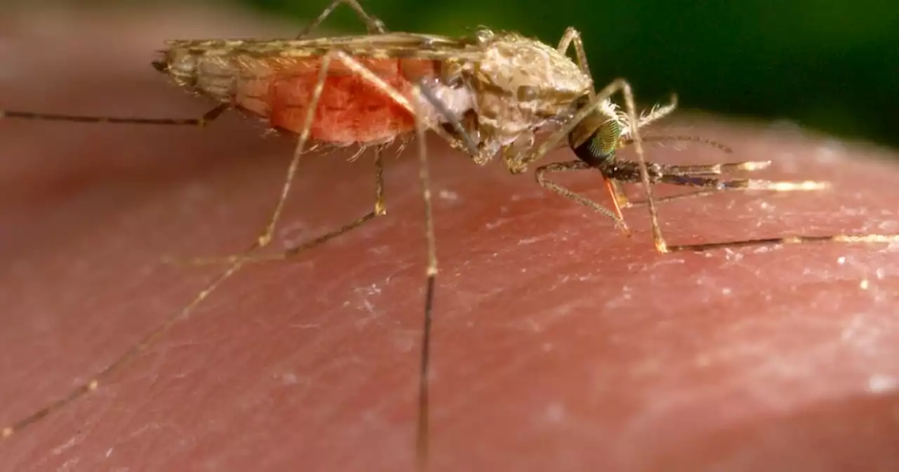 2 more cases of locally acquired malaria reported in Florida, making 6