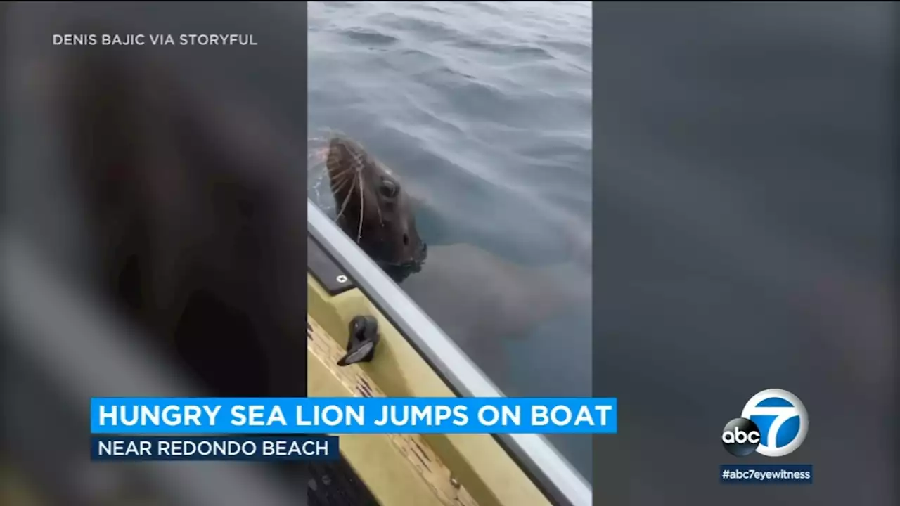 Caught on camera: Hungry sea lion jumps up to grab fisherman's catch in Southern California