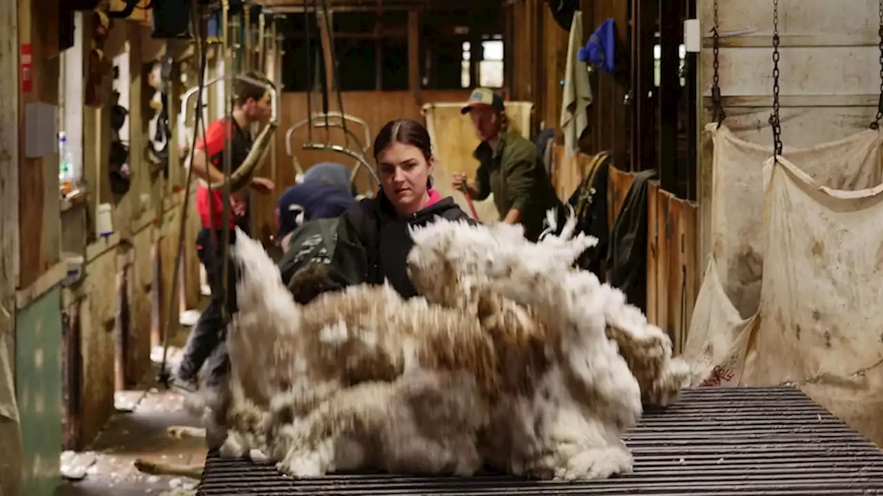 Shoppers with a conscience driving demand for ethically farmed wool