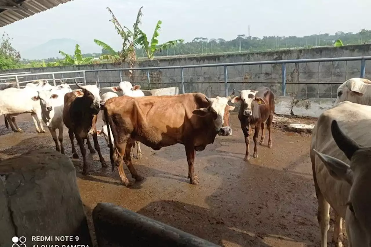 Pemkab Lebak dirikan lima pos perbatasan cegah penyebaran antraks