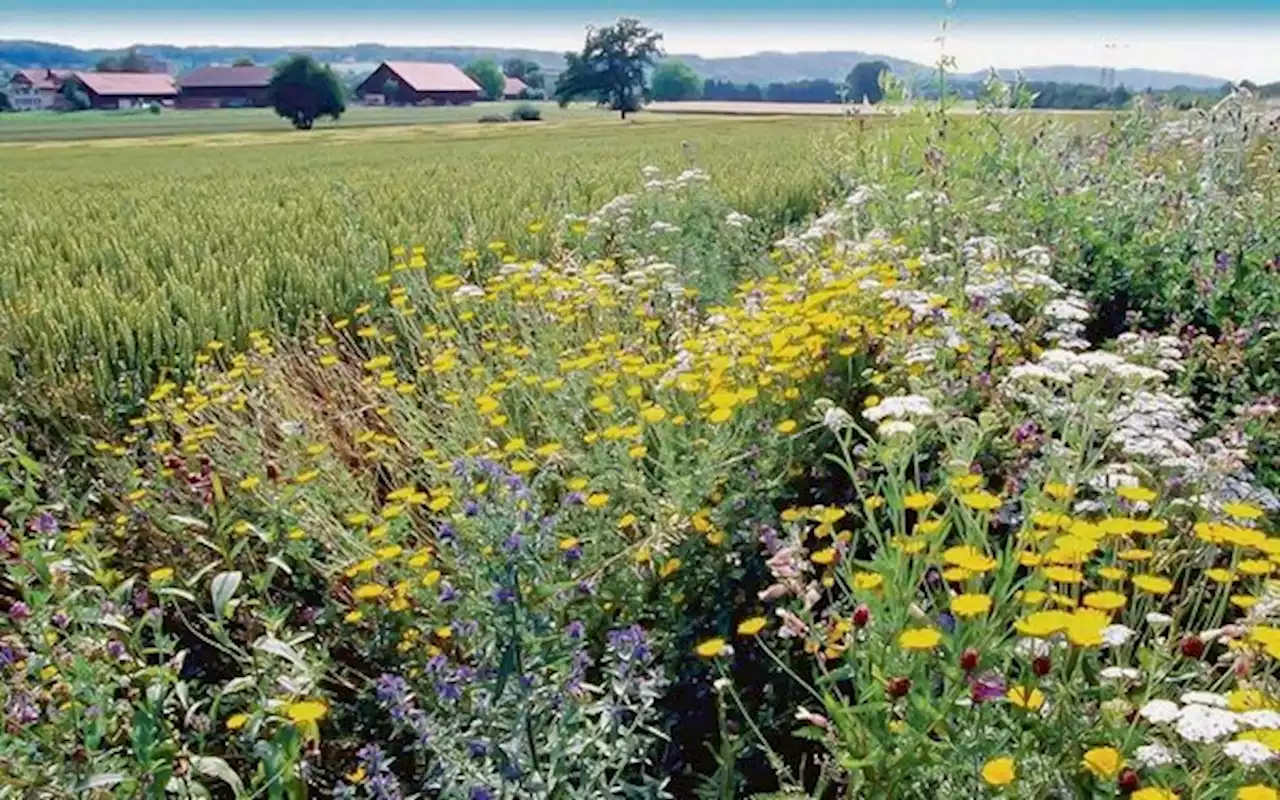 Es gibt kaum mehr Chancen für Vertagung der 3,5 % Biodiversität auf den Äckern - bauernzeitung.ch