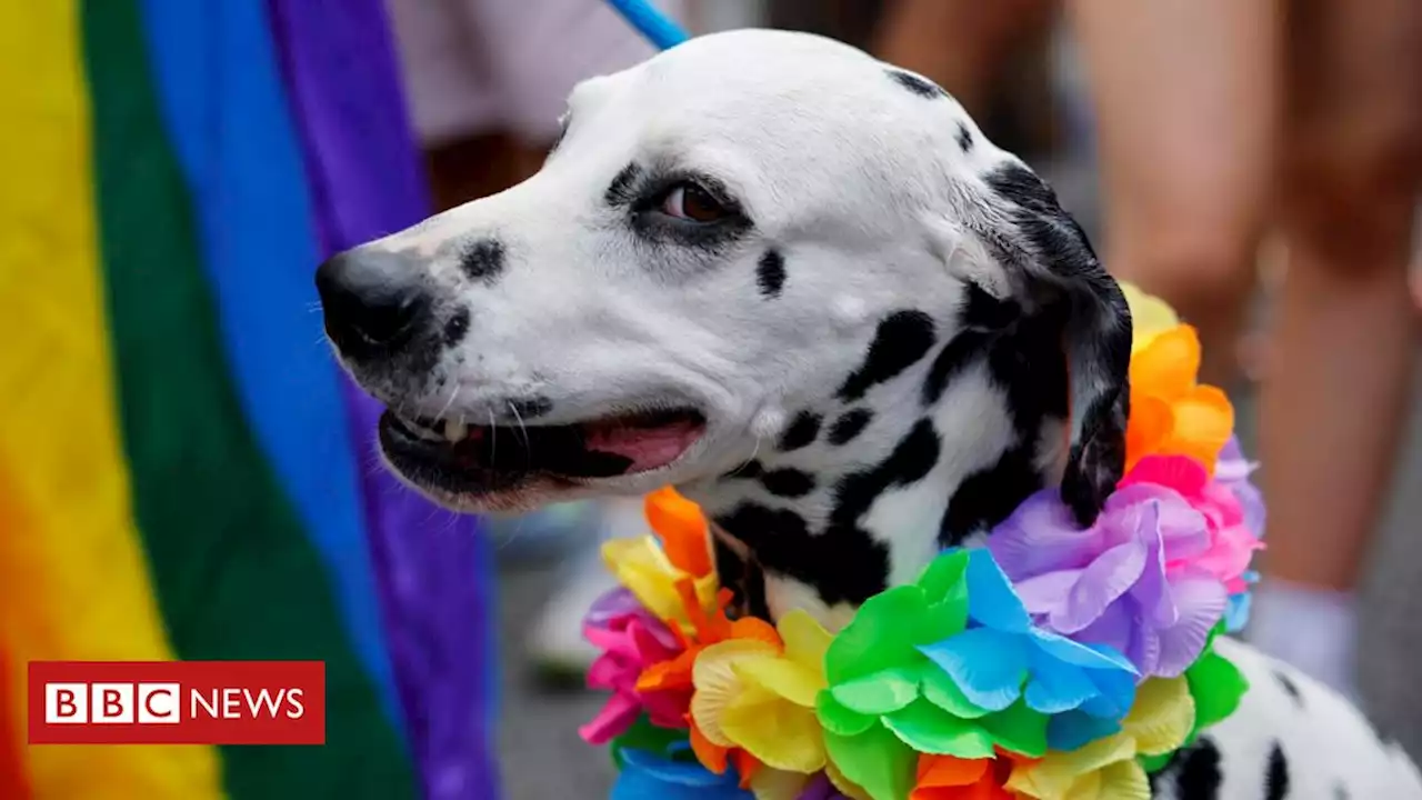 Os sinais que indicam que seu cachorro pode sofrer de ansiedade - BBC News Brasil