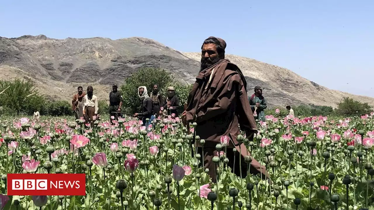 Por dentro da 'guerra às drogas' do Talebã no Afeganistão - BBC News Brasil