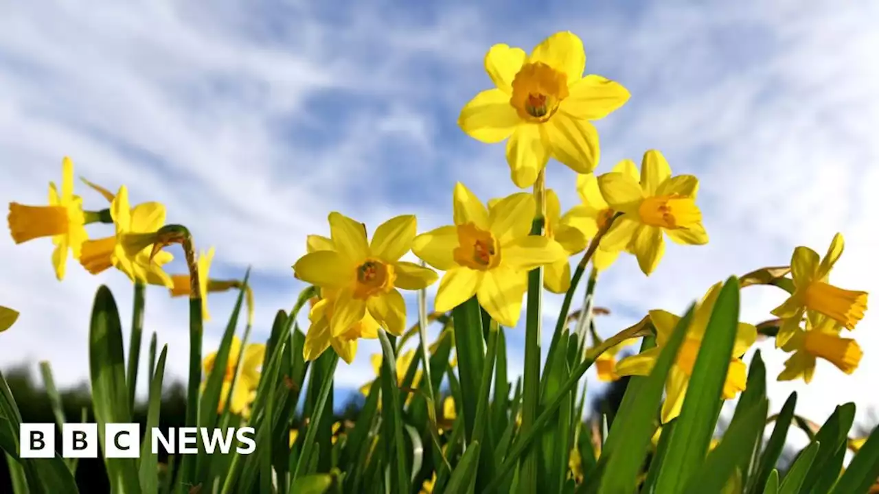 Climate change: Could a Daffodil diet for livestock help save climate?