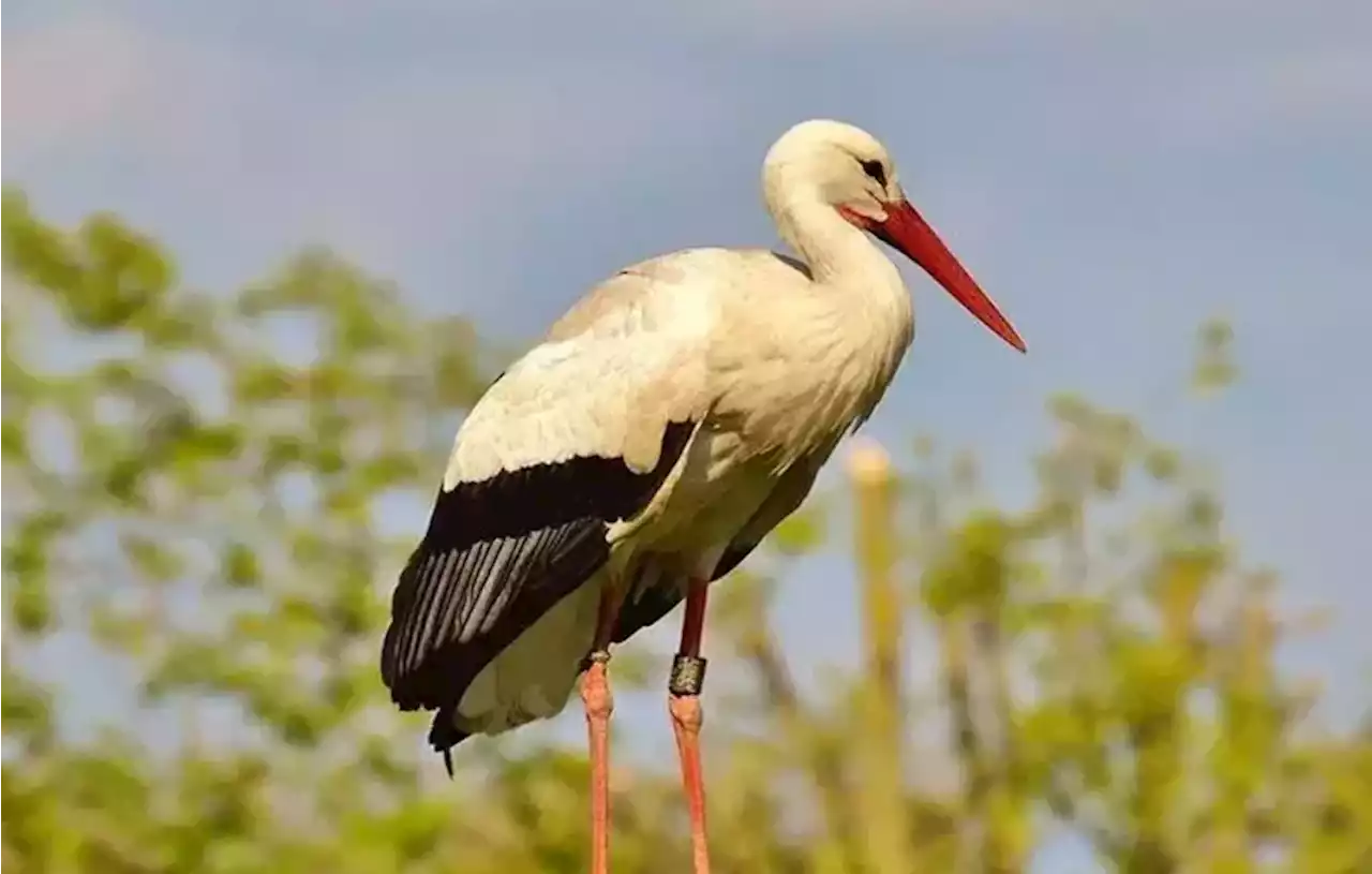 Lima Hewan Paling Setia di Dunia, Burung Bangau Jadi Salah Satunya