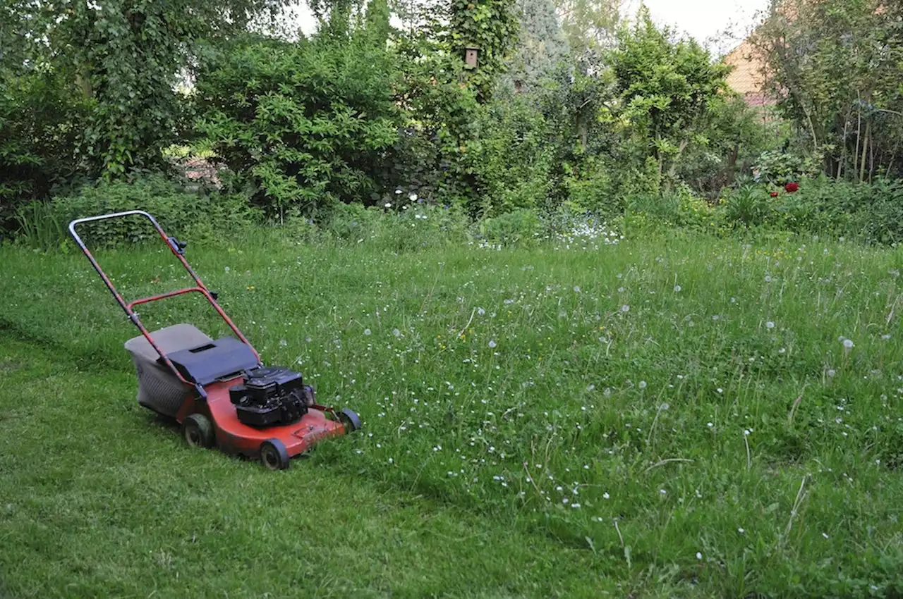 Wilder Garten: Das passiert, wenn man die Natur „mal machen lässt“