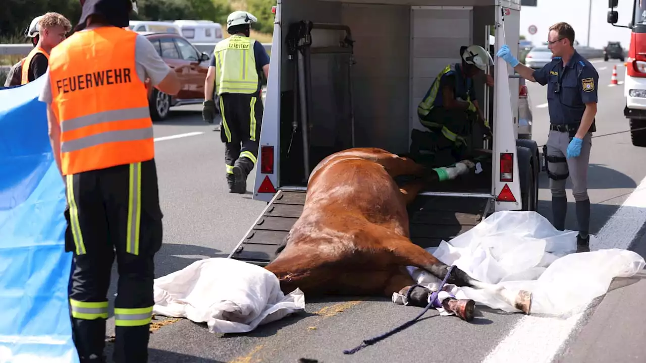 Unfall bei Hilpoltstein: Turnierpferd wird auf der A9 eingeschläfert