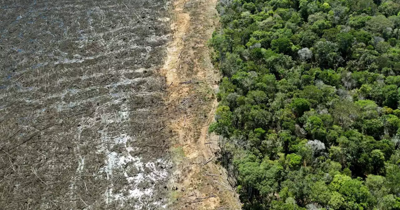 Environnement. La déforestation de l’Amazonie en recul au premier semestre 2023, selon le gouvernement brésilien