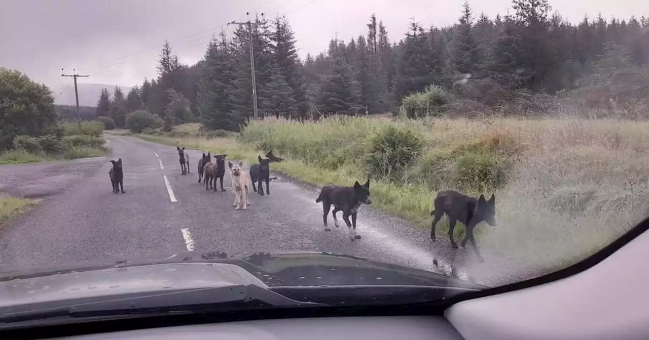 Four dogs shot dead after being abandoned in Scots countryside and killing sheep