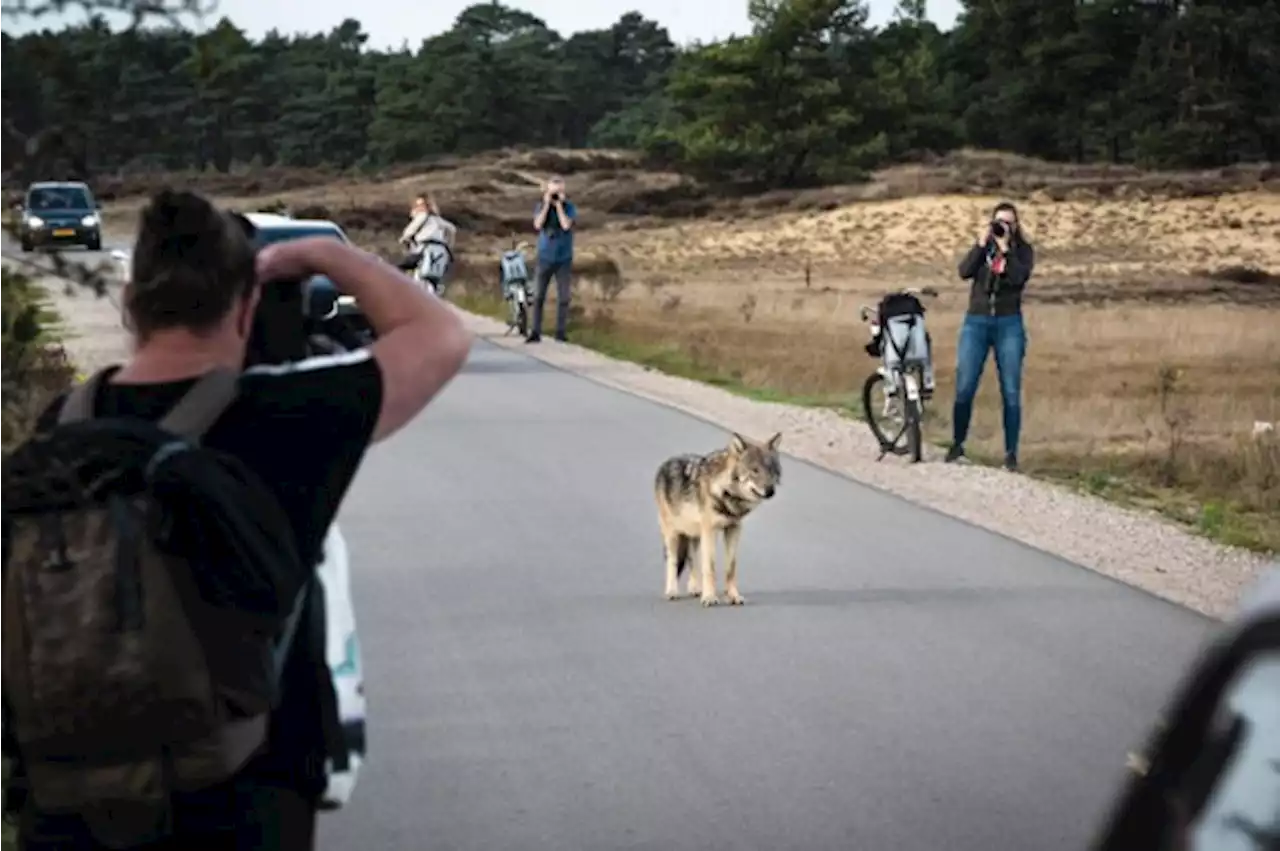 Voor het eerst sinds terugkeer bijt een wolf een Nederlandse boer