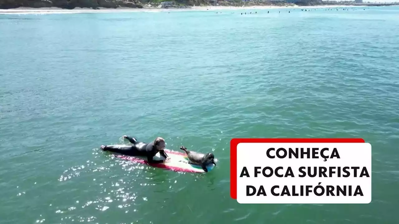 Vídeo: conheça a foca surfista da Califórnia