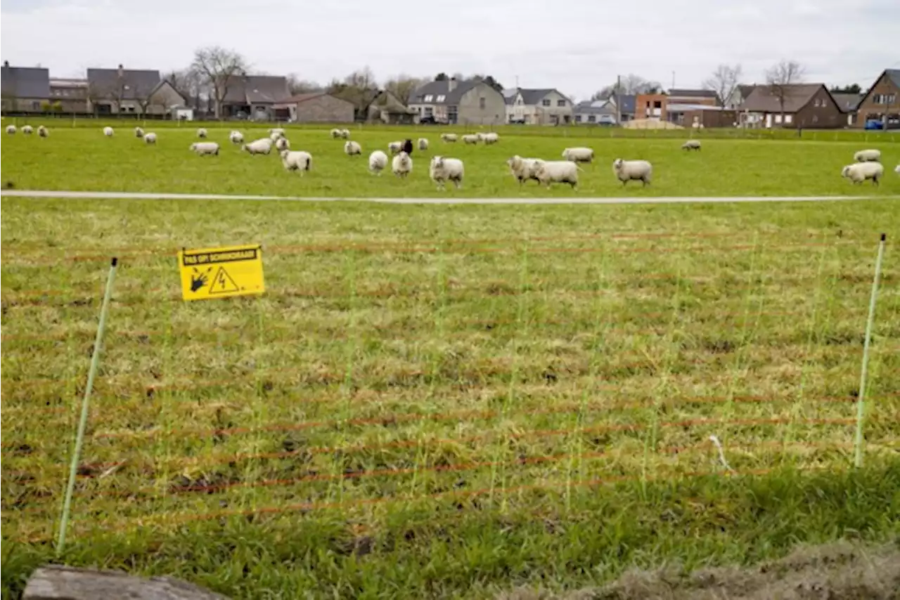 Nederlandse schapenboer gewond na aanval door wolf