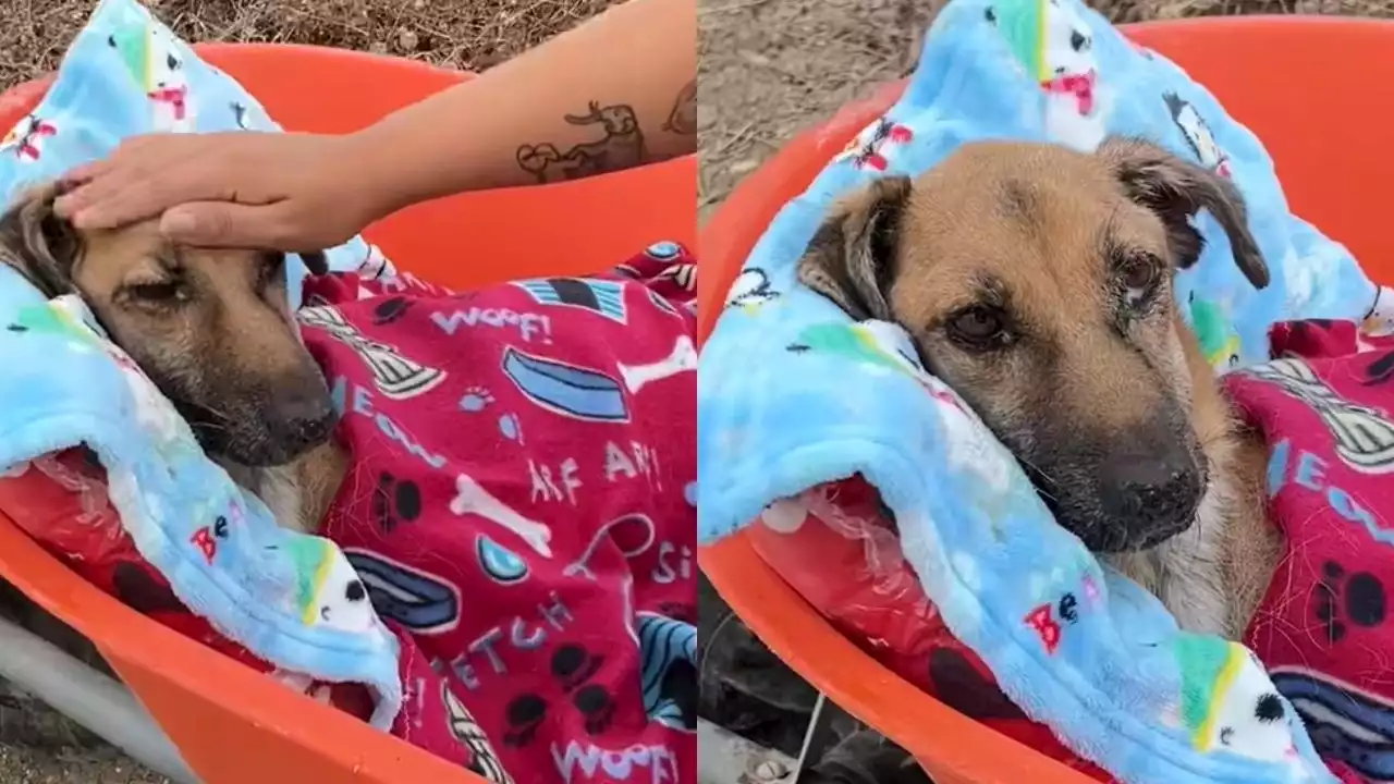 VIDEO: el último paseo de la perrita Chiripa antes de morir enternece las redes sociales