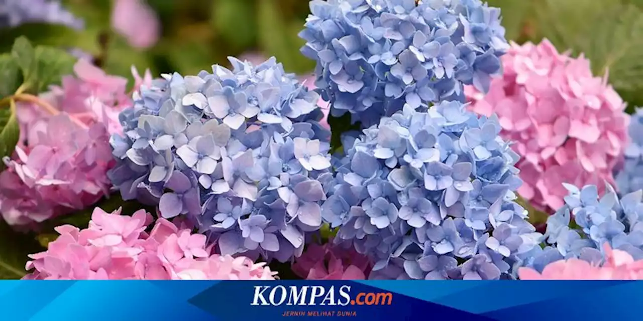 8 Tanaman Pendamping untuk Membantu Bunga Hydrangea Tumbuh Subur