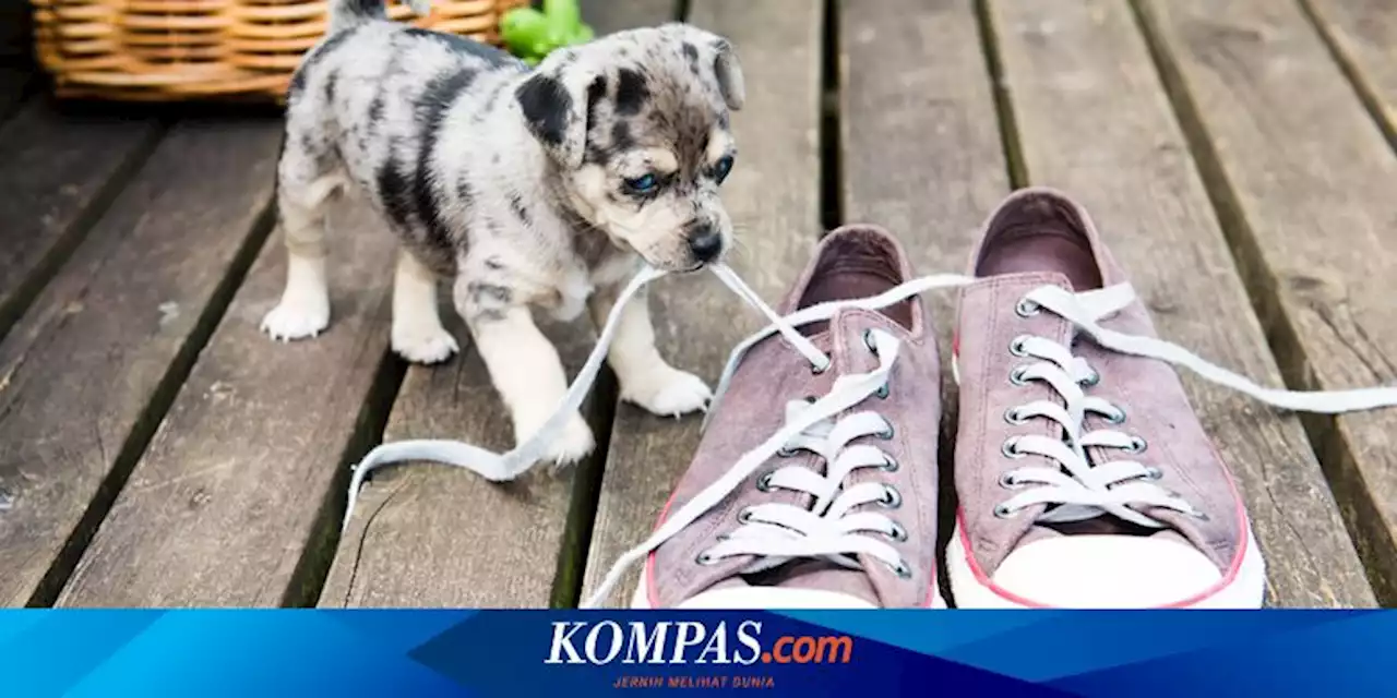 Mengapa Anjing Menyukai Sepatu? Ini Alasannya