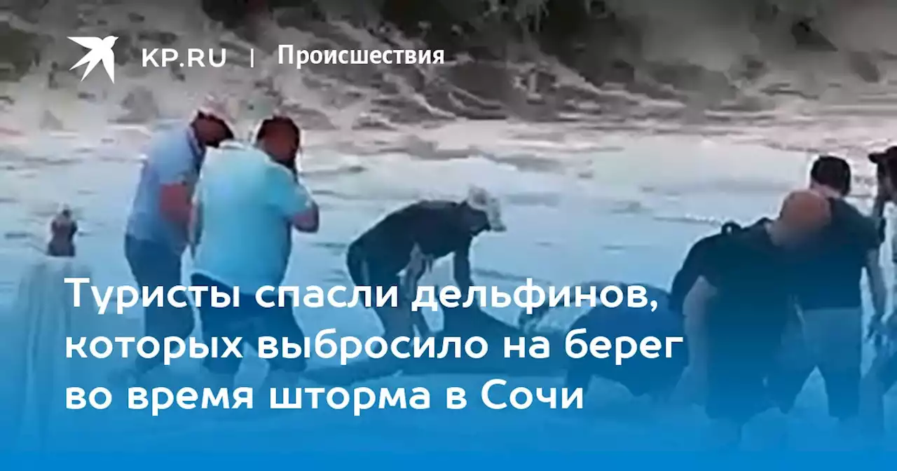 Туристы спасли дельфинов, которых выбросило на берег во время шторма в Сочи