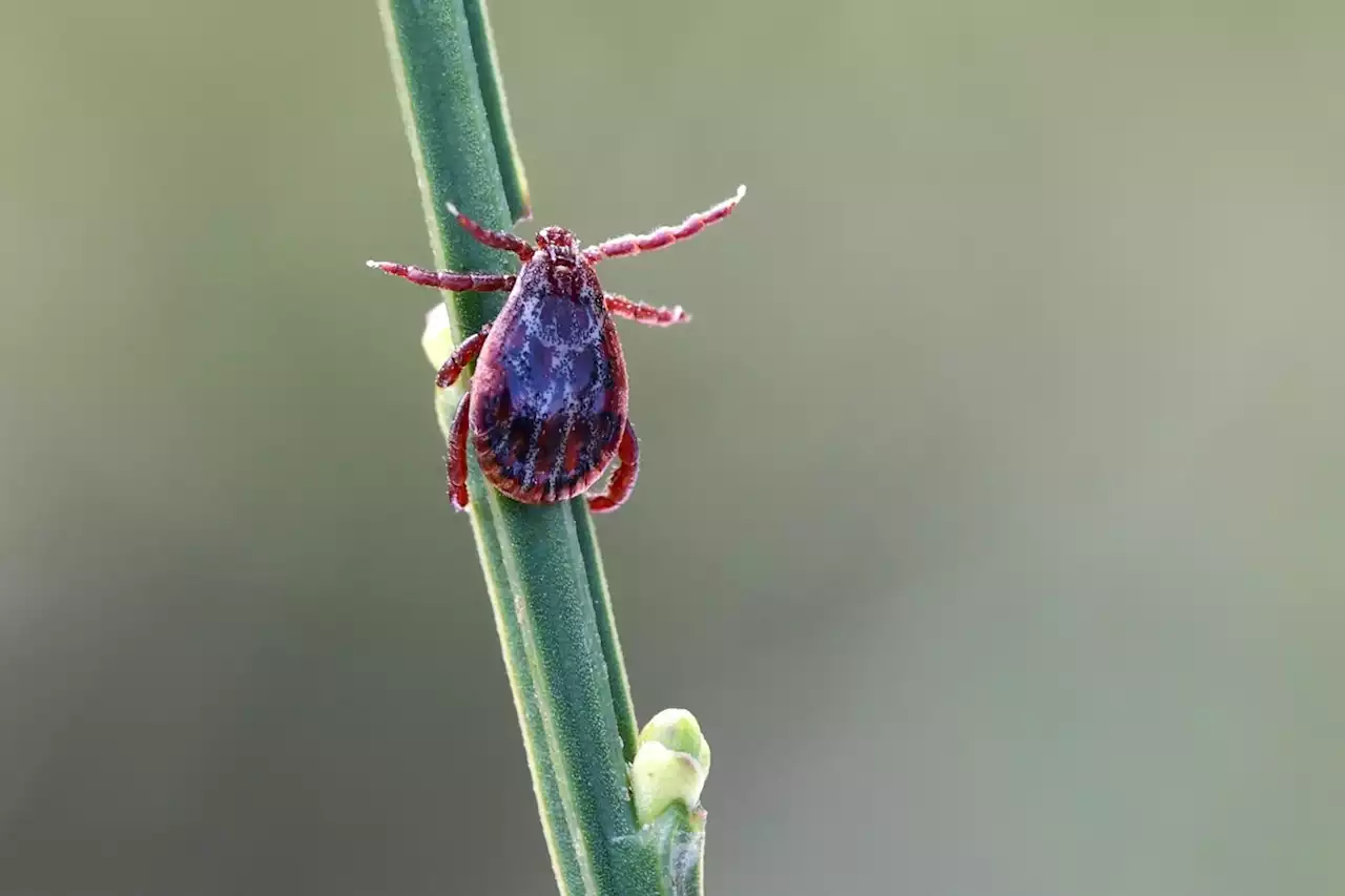 Santé : les cas d’encéphalite à tique de plus en plus fréquents en France