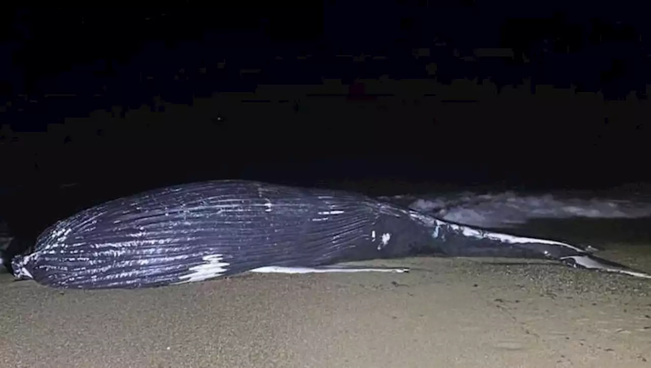 Pyrénées-Atlantiques : une baleine de 10 tonnes retrouvée morte échouée sur une plage