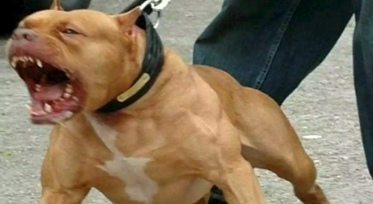 Bambino di 6 anni muore azzannato da un pitbull: inutile il trasporto in due ospedali