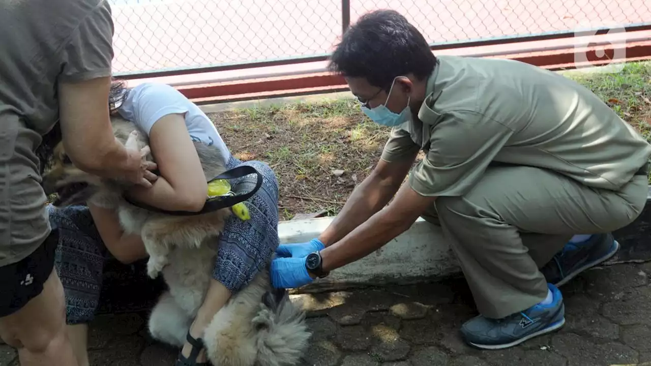 Bagaimana Penanganan saat Seseorang Digigit Anjing?