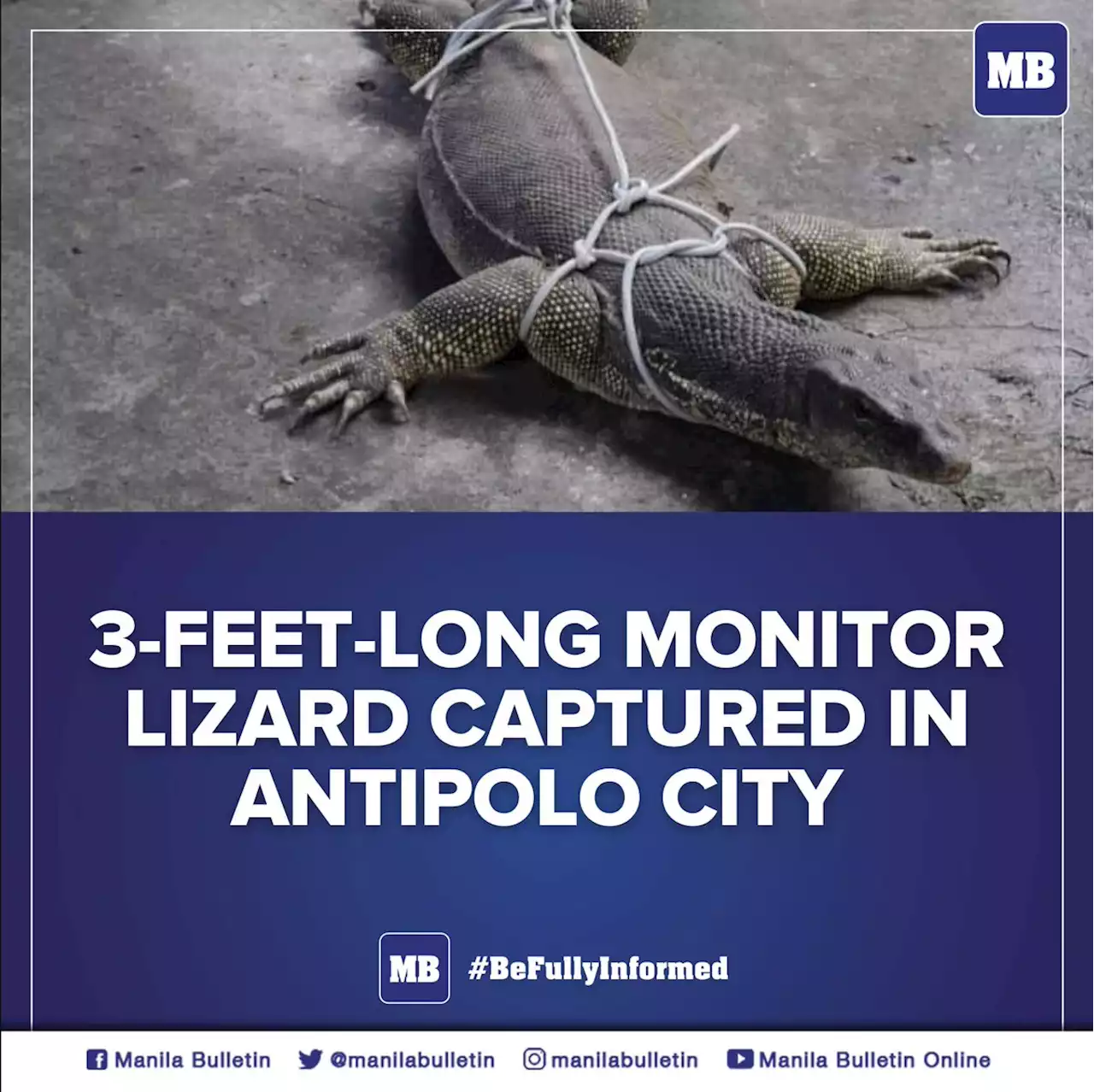 3-feet-long monitor lizard captured in Antipolo City