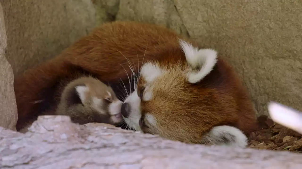 San Diego Zoo welcomes a new addition to red panda family