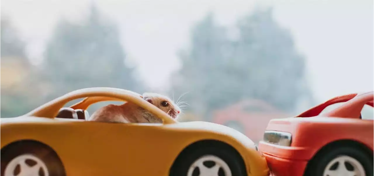 Why do people tailgate? An expert explains what's behind this common (and annoying) driving habit | Life