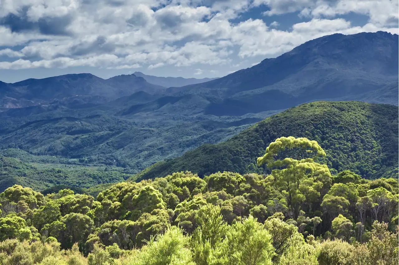 Australian rainforest remedies: Scientists explore bioactive plant compounds as potential anti-neuroinflammatory agents