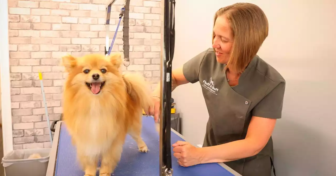 Behind the scenes at award-winning Nottinghamshire dog groomers