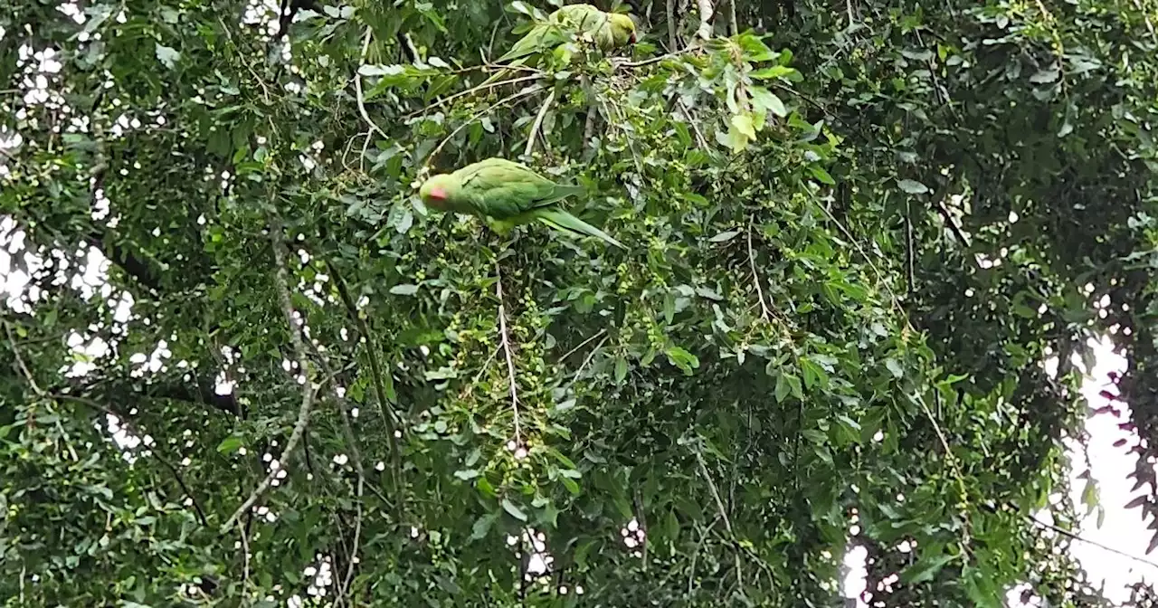 Rare sighting of parakeets in trees at popular Nottingham park