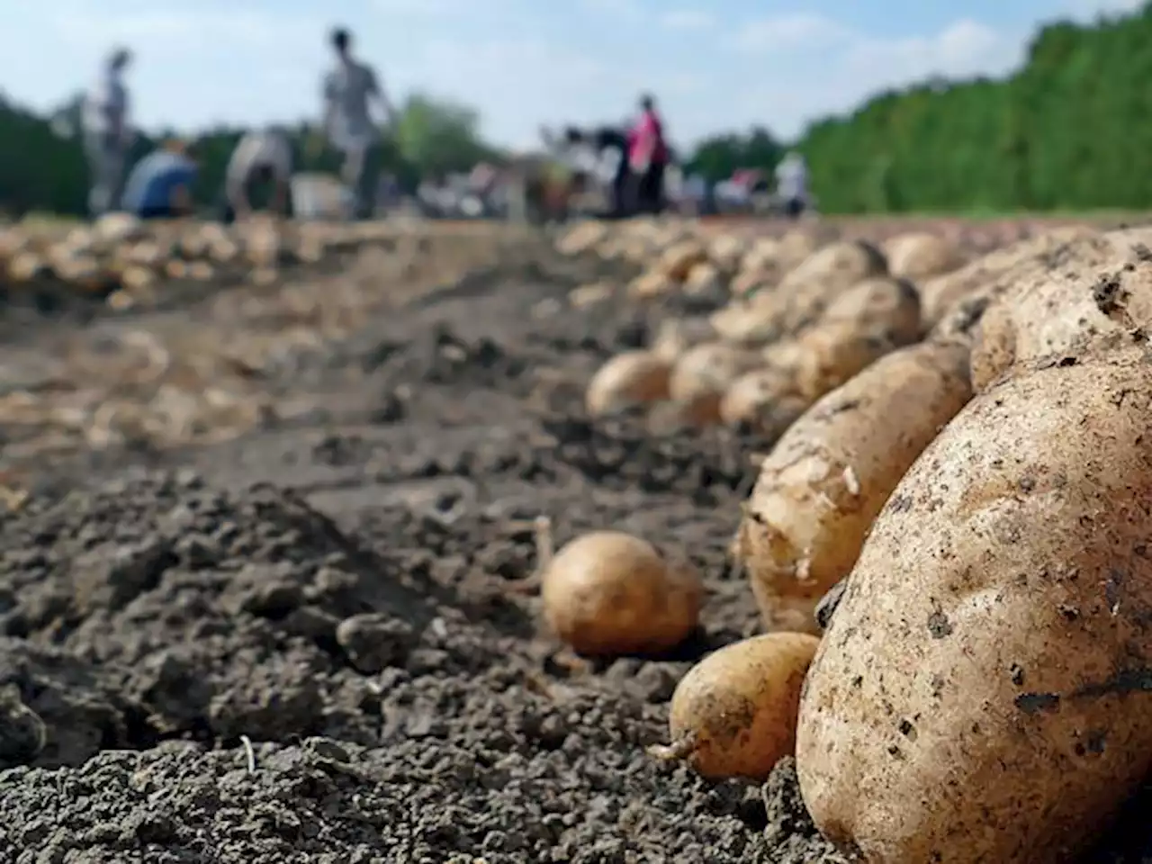 El 'respiro' para el bolsillo y el sector agro por la baja de precios