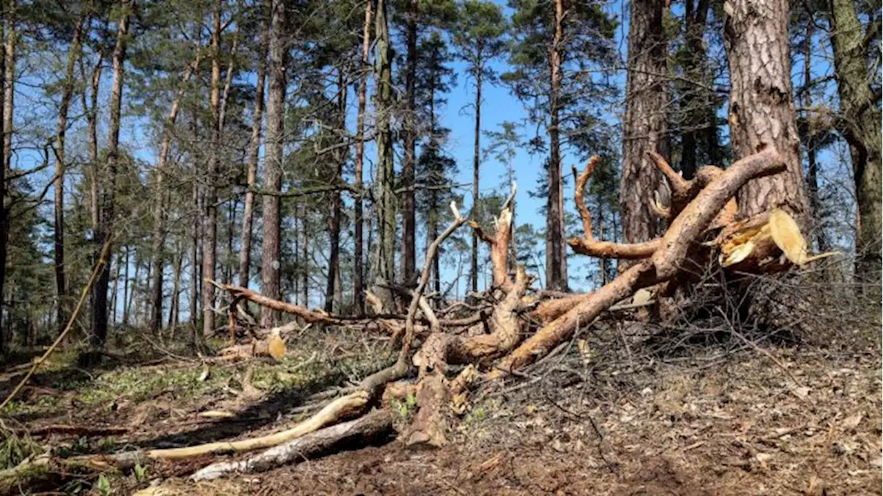 Höchste Waldbrandgefahrenstufe gilt in weiten Teilen Brandenburgs