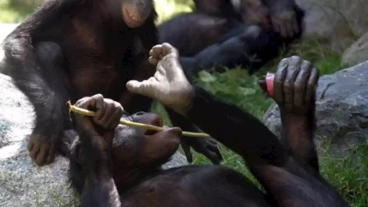 RDC: le seul centre de réintégration des bonobos menacé par des violences